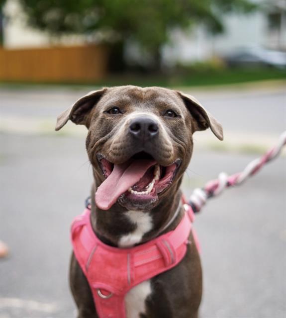 Shelter Stray Female Dog last seen CHARLOTTE, Charlotte, NC 28217