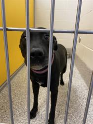 Shelter Stray Female Dog last seen , Tucson, AZ 85745