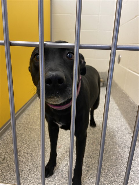 Shelter Stray Female Dog last seen , Tucson, AZ 85745