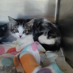 Shelter Stray Female Cat last seen , Los Angeles, CA 90025