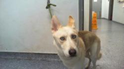 Shelter Stray Male Dog last seen CHARLOTTE, Charlotte, NC 28217