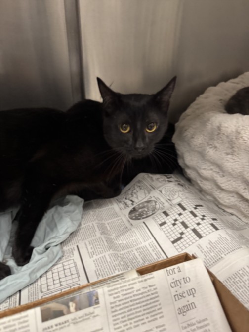 Shelter Stray Male Cat last seen , Los Angeles, CA 90025