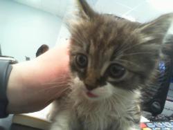 Shelter Stray Female Cat last seen CHARLOTTE, Charlotte, NC 28217