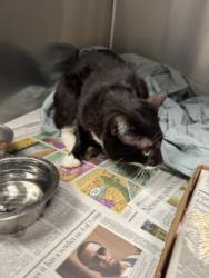 Shelter Stray Male Cat last seen , Los Angeles, CA 90025