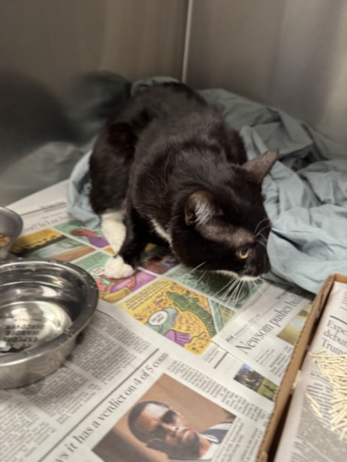 Shelter Stray Male Cat last seen , Los Angeles, CA 90025