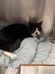 Shelter Stray Male Cat last seen , Los Angeles, CA 90025