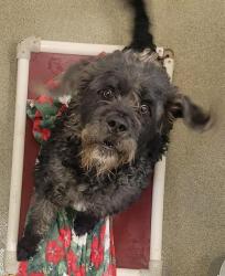 Shelter Stray Male Dog last seen Near BLOCK W 3500 S, WEST VALLEY CITY UT 84120, Salt Lake City, UT 84120