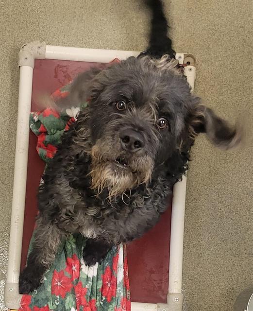 Shelter Stray Male Dog last seen Near BLOCK W 3500 S, WEST VALLEY CITY UT 84120, 4522 W 3500 S, West Valley City, UT 84120, USA