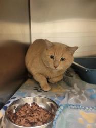 Shelter Stray Male Cat last seen Near BLOCK W BENDIXON DR, Salt Lake City, UT 84120