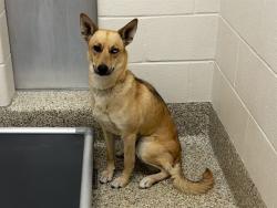 Shelter Stray Female Dog last seen Near BLOCK SUNSET RIDGE DR, COLORADO SPRINGS, CO 80917, Colorado Springs, CO 80905