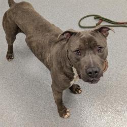 Shelter Stray Male Dog last seen Near , Indianapolis, IN 46221