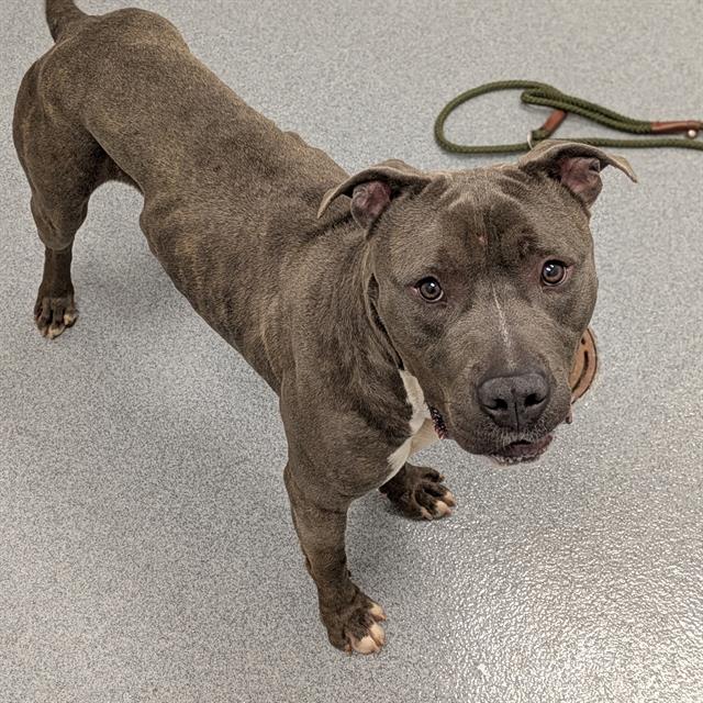 Shelter Stray Male Dog last seen Near , Indianapolis, IN 46221