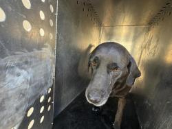 Shelter Stray Female Dog last seen Near BLOCK W PARKWAY BLVD, WEST VALLEY CITY UT 84119, Salt Lake City, UT 84120
