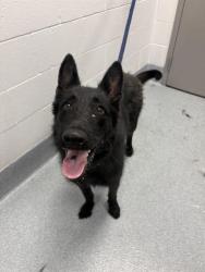 Shelter Stray Male Dog last seen BEECH GROVE, Indianapolis, IN 46221