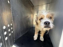 Shelter Stray Male Dog last seen Near BLOCK W PARKWAY BLVD, WEST VALLEY CITY UT 84119, Salt Lake City, UT 84120
