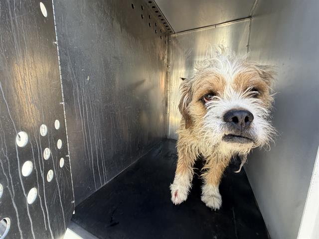 Shelter Stray Male Dog last seen Near BLOCK W PARKWAY BLVD, WEST VALLEY CITY UT 84119, Salt Lake City, UT 84120
