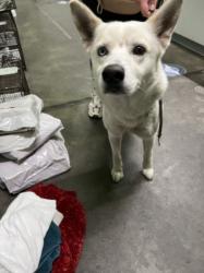 Shelter Stray Male Dog last seen , Los Angeles, CA 90047