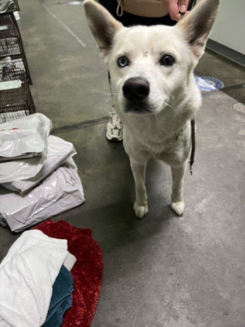 Shelter Stray Male Dog last seen , Los Angeles, CA 90047