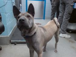 Shelter Stray Male Dog last seen 16TH/CABOZON RIO RANCHO, Albuquerque, NM 87121