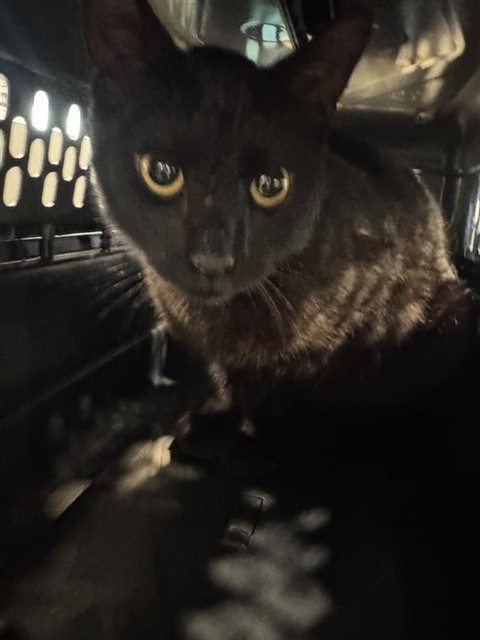 Shelter Stray Male Cat last seen DELMAR AND EUCLID, Brentwood, MO 63144