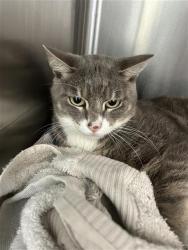 Shelter Stray Male Cat last seen BENTSEN PALM, San Antonio, TX 78227