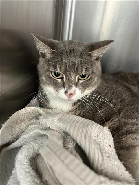 Shelter Stray Male Cat last seen BENTSEN PALM, San Antonio, TX 78227