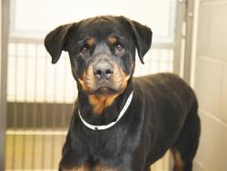 Shelter Stray Female Dog last seen Near BLOCK LOOP/75TH AVE, Phoenix, AZ 85008