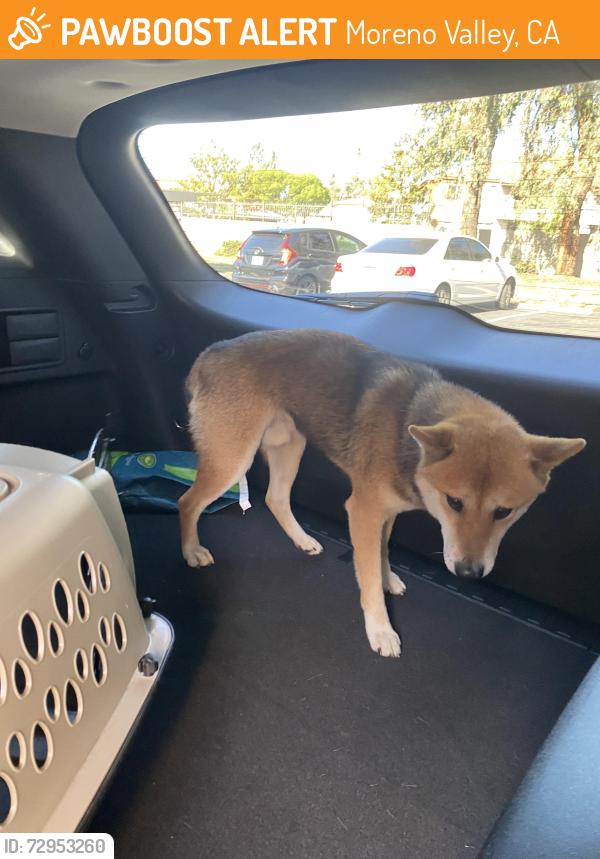 Found/Stray Male Dog last seen Sorelle apmts Ironwood & fredrick, Moreno Valley, CA 92557