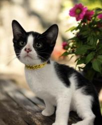 Shelter Stray Male Cat last seen , San Pedro, CA 90731