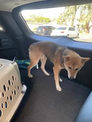Found/Stray Male Dog last seen Sorelle apmts Ironwood & fredrick, Moreno Valley, CA 92557