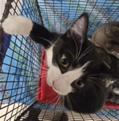 Shelter Stray Female Cat last seen , San Pedro, CA 90731