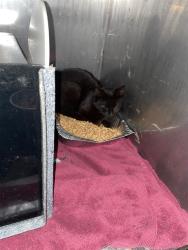 Shelter Stray Female Cat last seen Near BLOCK TOWERY RD, Shelby, NC 28150