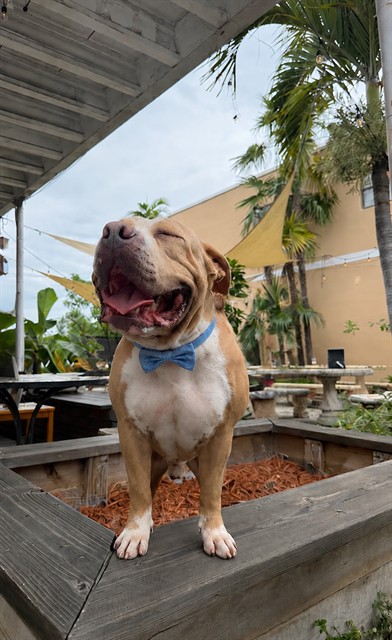 Shelter Stray Male Dog last seen Near BLOCK NE 2ND AVE, Doral, FL 33122