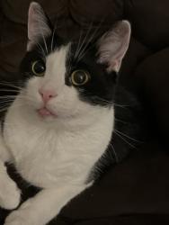 Lost Male Cat last seen Idk, Alexandria, KY 41001