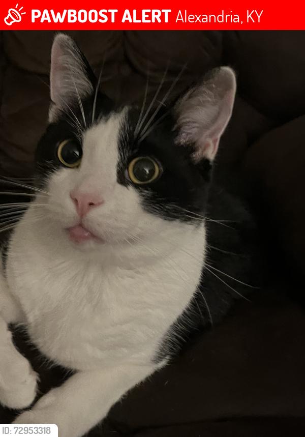 Lost Male Cat last seen Idk, Alexandria, KY 41001