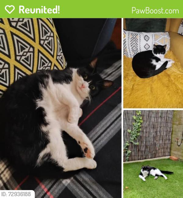 Reunited Female Cat last seen Deep Dene, Midanbury Lane SO18, Southampton, England SO18