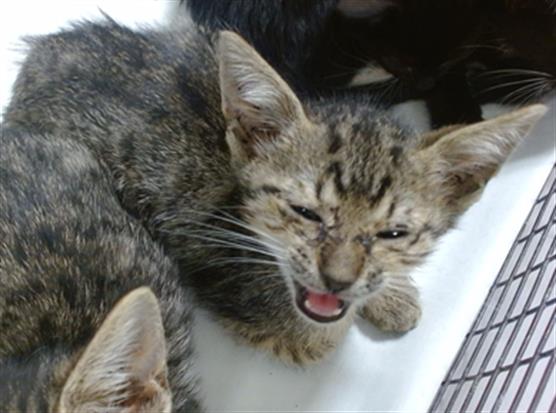 Shelter Stray Male Cat last seen Near BLOCK E 9 CT, Doral, FL 33122