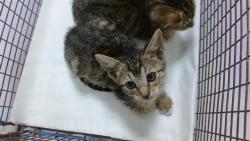 Shelter Stray Male Cat last seen Near BLOCK E 9 CT, Doral, FL 33122