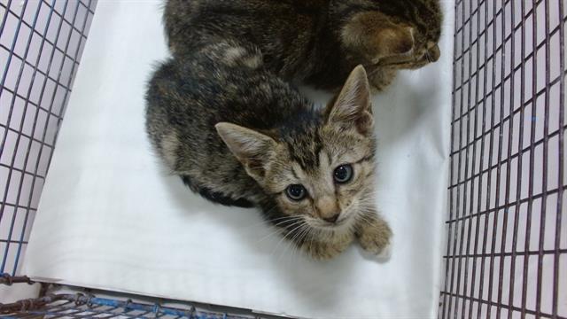 Shelter Stray Male Cat last seen Near BLOCK E 9 CT, Doral, FL 33122