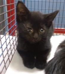 Shelter Stray Male Cat last seen Near BLOCK E 9 CT, Doral, FL 33122