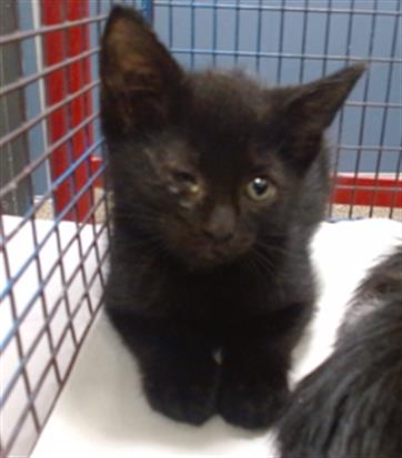 Shelter Stray Male Cat last seen Near BLOCK E 9 CT, Doral, FL 33122