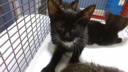 Shelter Stray Female Cat last seen Near BLOCK E 9 CT, Doral, FL 33122