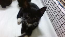 Shelter Stray Male Cat last seen Near BLOCK E 9 CT, Doral, FL 33122
