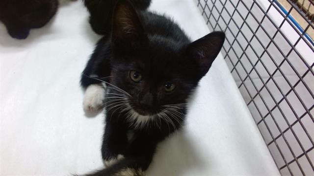 Shelter Stray Male Cat last seen Near BLOCK E 9 CT, Doral, FL 33122