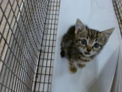 Shelter Stray Female Cat last seen LAS, Doral, FL 33122
