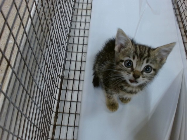 Shelter Stray Female Cat last seen LAS, Doral, FL 33122