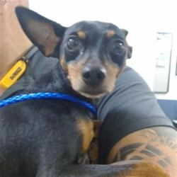 Shelter Stray Male Dog last seen Near BLOCK N FLAGLER, Doral, FL 33122