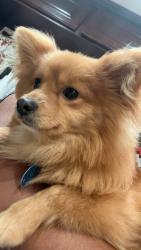 Lost Male Dog last seen Pioneer and oswell, Bakersfield, CA 93306