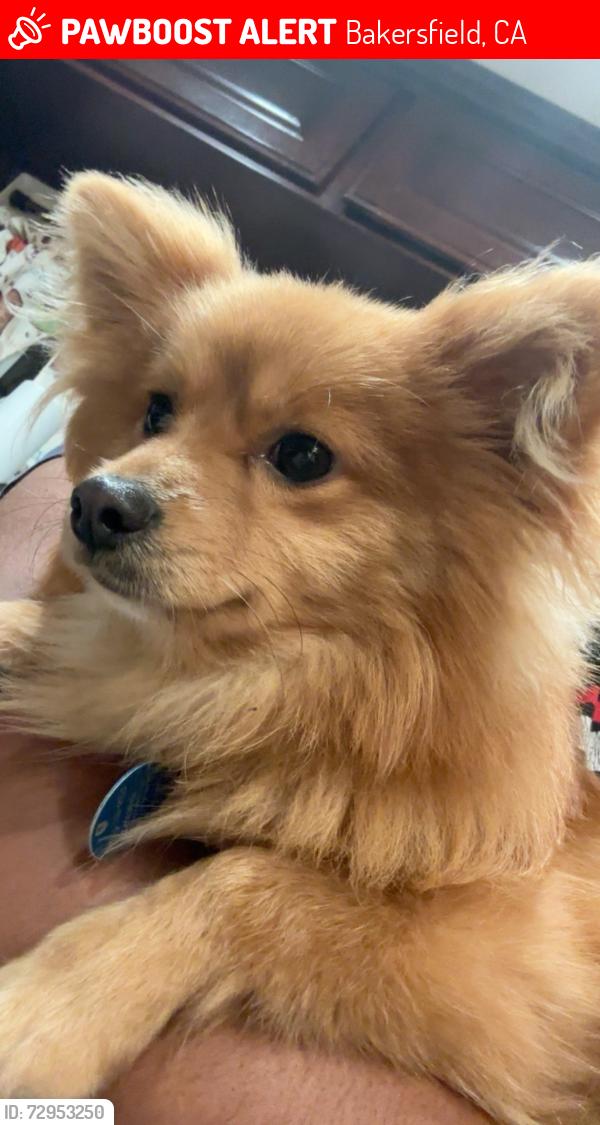 Lost Male Dog last seen Pioneer and oswell, Bakersfield, CA 93306