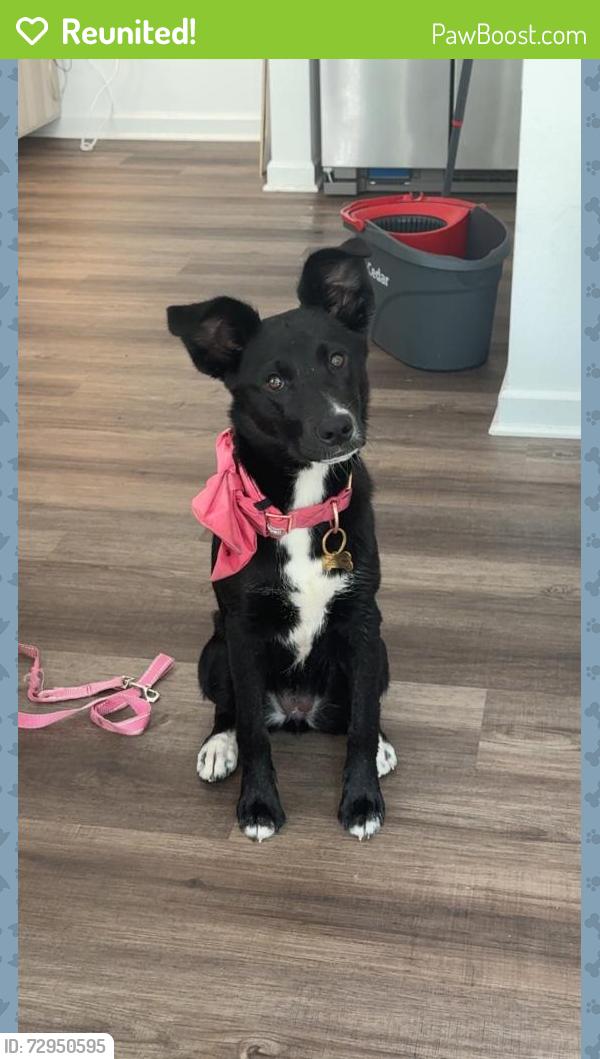 Reunited Female Dog last seen Ben Hur, Baton Rouge, LA 70820